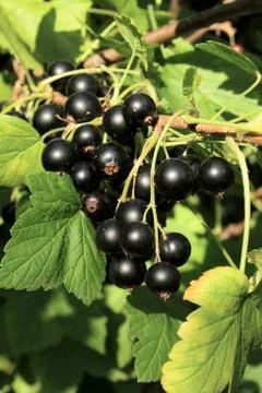 Black currant branch Foto stock