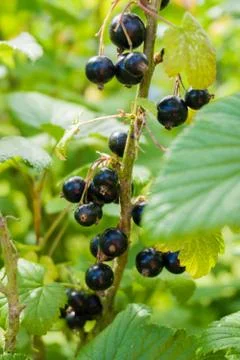 Black currant branch 스톡 사진