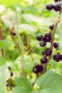 Black currant branch Stock Photos