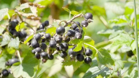 Black currant on a branch Stock Photos