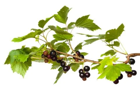Black currant branch Stock Photos