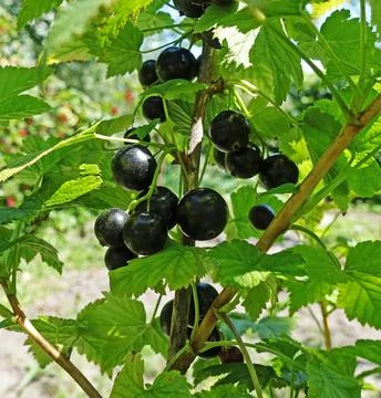 Black currant on a branch 库存照片