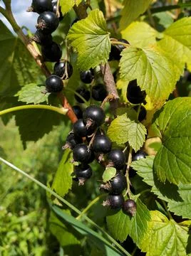 Black currant on a branch Stock Photos