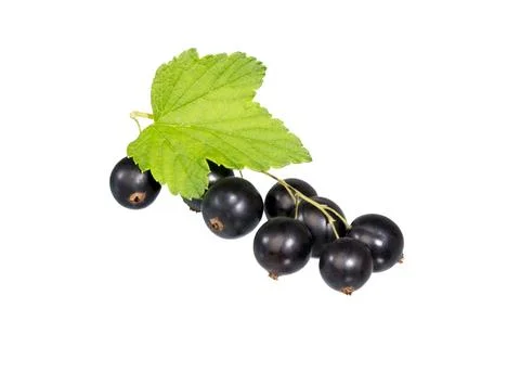 Black currant branch. Stock Photos