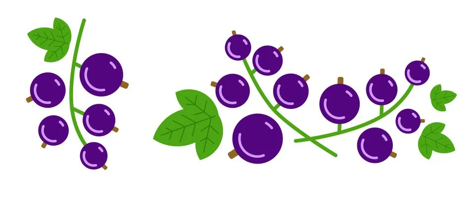 Black currant bunches on white. Vector isolated. Stock Illustration