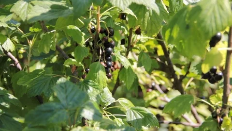 Black currant, bush Stock Footage 76962123