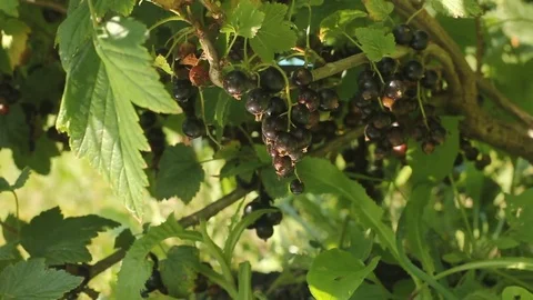 Black currant on a bush. Stock Footage 77759658