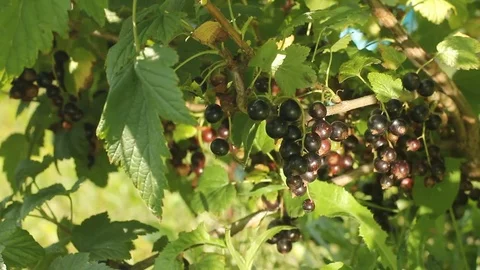 Black currant on a bush. Stock Footage