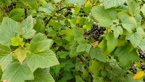 Black currant on a bush Stock Footage 103524849