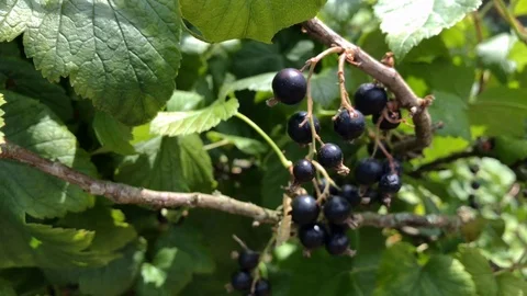 Black currant bush moving in the wind close-up. Ripe black currant bush Stock Footage 116229669