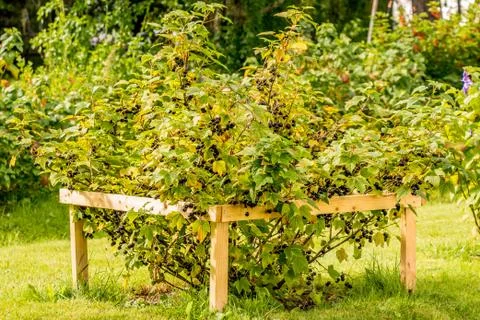 Black currant bush Stock Photos