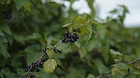 Black currant bushes. Close view. 4K Video stock 121681203
