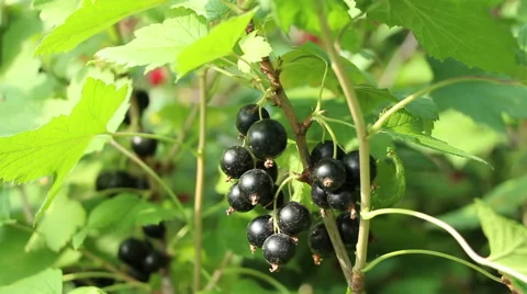 Black currant cassis fragrant sweet berries in the garden lockdown Stock Footage 65656483
