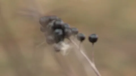 Black currant  close-up 4 Stock Footage 311645636