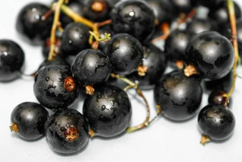 Black currant close-up on a light background. Stock Photos