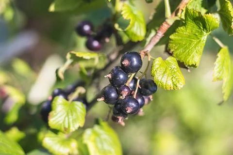 Black currant - close-up view - growing on bush Stock-Fotos