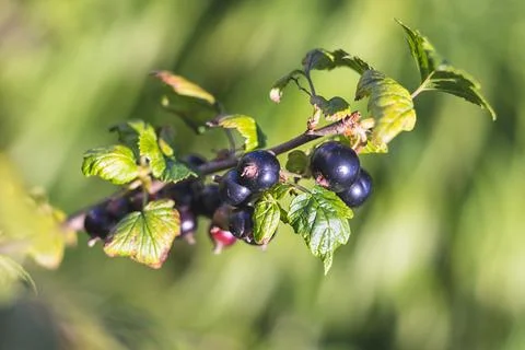 Black currant - close-up view - growing on bush Stock Photos