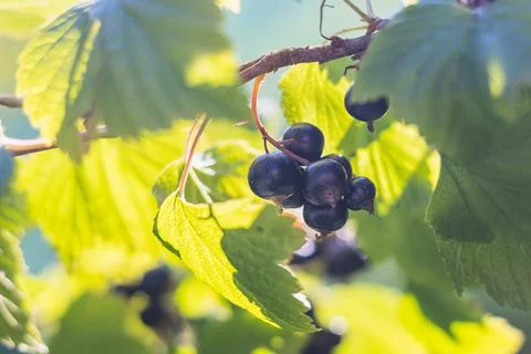 Black currant - close-up view - growing on bush Stock Photos