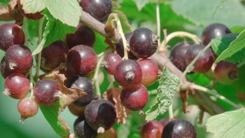 Black Currant Closeup Stock Footage 114000660