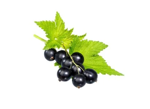 Black currant clusters Stock Photos