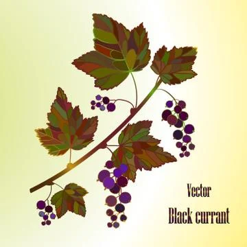 Black currant composition Stock Illustration
