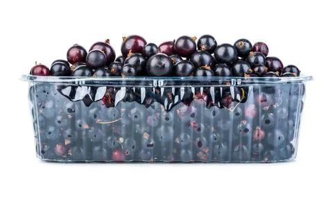 Black currant in container Stock Photos