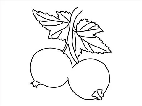 Black currant in the doodle style Stock Illustration