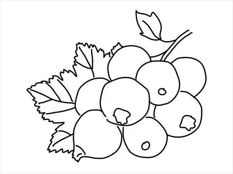 Black currant in the doodle style Stock Illustration