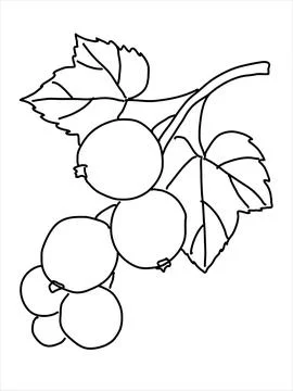 Black currant in the doodle style. Stock Illustration