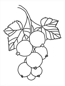 Black currant in the doodle style. Stock Illustration