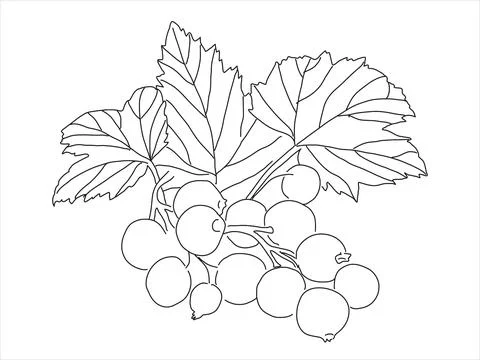 Black currant in the doodle style Stock Illustration