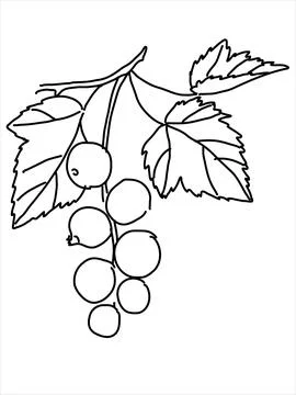 Black currant in the doodle style Stock Illustration