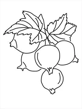 Black currant in the doodle style Stock Illustration