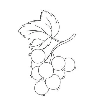 Black Currant doodle Vector illustration coloring book for Kids Stock Illustration