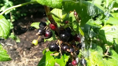 Black currant dripping rain Stock Footage 76749166