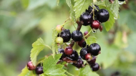 Black currant drop Stock Footage 76847932