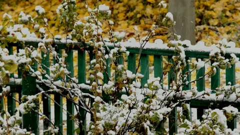 Black currant during the snow Stock Footage 235729249