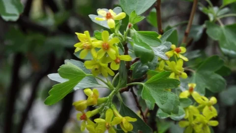 Black Currant Flowers 스톡 동영상 105954185