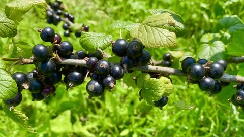 Black currant Stock Footage 137250131