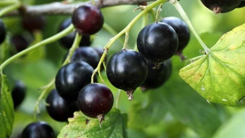 Black currant Stock Footage 157393254