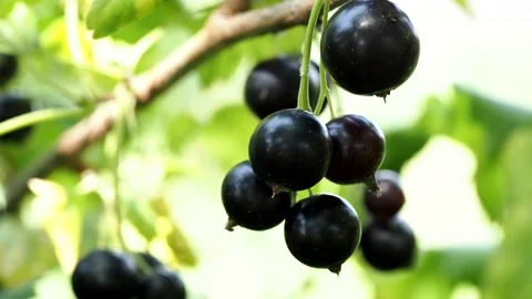 Black currant Stock Footage 157393290