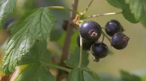 Black currant fragrant shrub 스톡 동영상 65111971