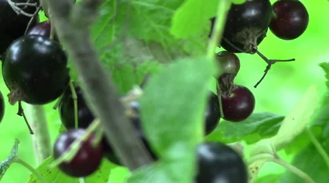 Black currant in the garden Stock Footage 40834492