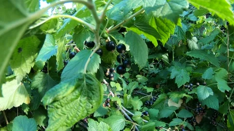 Black Currant In The Garden Stock Footage 197530464