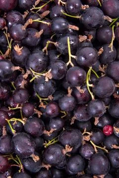 Black currant with green leaf as background.. Stock Photos