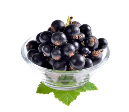 Black currant with green leaf isolated on white background. Stock Photos