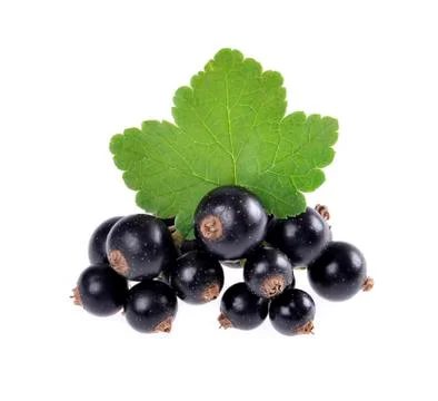 Black currant with green leaf isolated on white background. Stock Photos