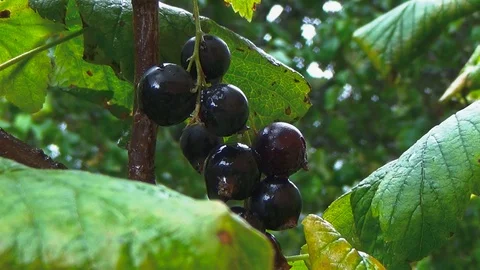 Black currant growing in the garden Video stock 85919944