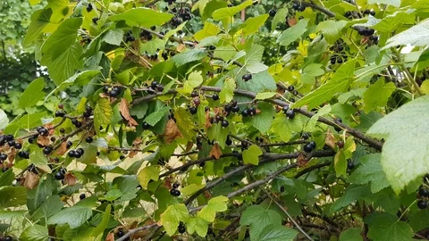 Black currant grows on a bush among lush green foliage. Stock Footage 108540512
