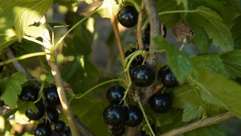 Black currant harvest Stock Footage 111476764